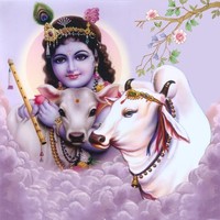 Pankaj Amreliya