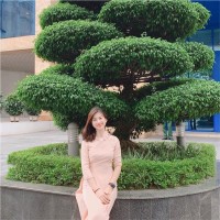Quyên T.
