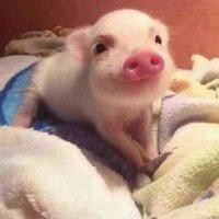 王来乐