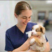 Dr. med. vet. Hanna Schertz