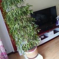 Jiming Qu
