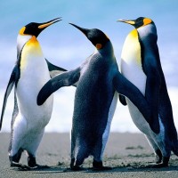 Nurturing Talent Consulting