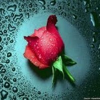 Sudesh C