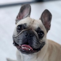 Oscar 🐶
