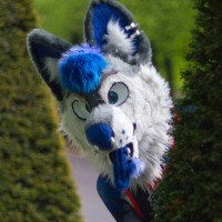 Ash Wolf