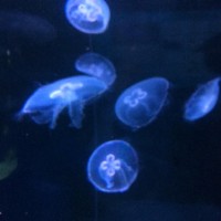 Victoria R BENN