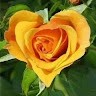 Mariz L