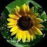Luann Williams