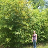 Bamboo Amanda McShane