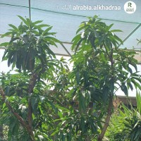 Khalid Al Sada