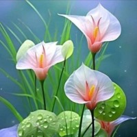 Faizan Ali