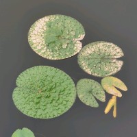 王丹晖