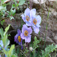 Bhutan Chimi