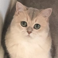 秦琪一