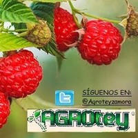 Agrotey Zamora