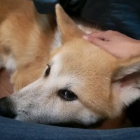 吕思霆
