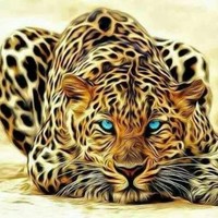 ضياء فريحة