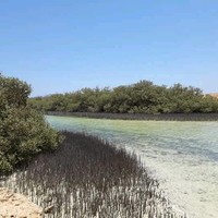 محمود طبل