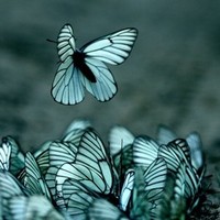 Bhavna Doorgah-Anuth