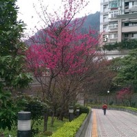 Chen Chi-Hua
