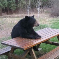 Caleb The Bear