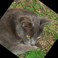 Vlasta Burlovič
