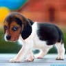 Seema Mg