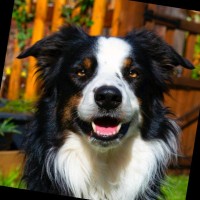 Frankie Turley
