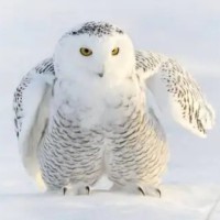 吕锦超