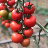 guillermo garcia gongora