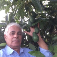 Gaetano DiPino