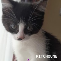 Pitchoune Dead