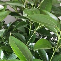 曾素华