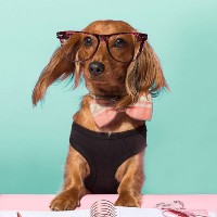 Franchesca Bloggidoggy