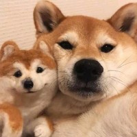 卢俊华