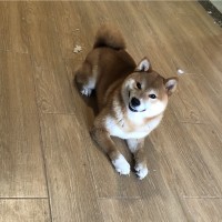 昭陽Charles