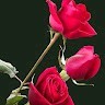 Mashal Fatima