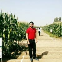 Muhammad Ahmad Arain