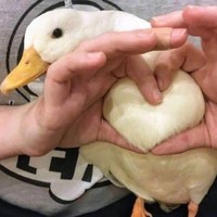 林水凤
