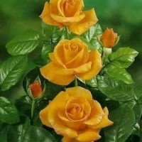 Naeem Ullah
