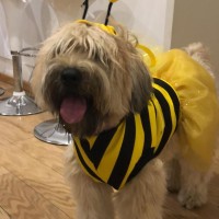 maria alejandra echegoyen