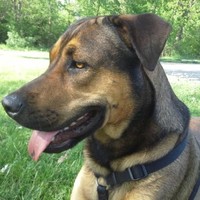 For Pause LTD Canine Massage