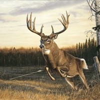 Dean Curley