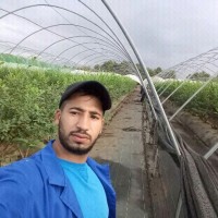 Hamou Kamal