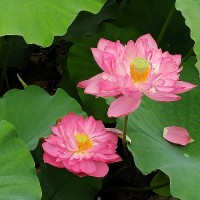 范婕雅