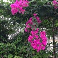 张延鑫