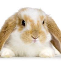 Bunnies 4U