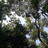 程珊逸