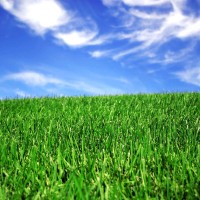 Green Grass