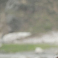 Amna Malik